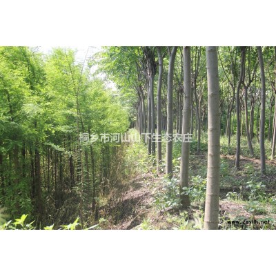 浙江黃山欒樹價格560元/株