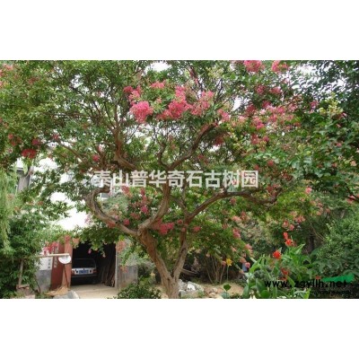 泰山大紫薇特征 泰山大紫薇價報價/供應