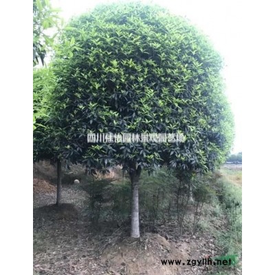 雅安高桿桂花介紹 雅安高桿桂花價格/批發(fā)