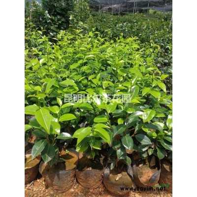 經(jīng)典品種 波普茶花