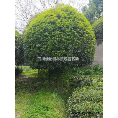 雅安高桿桂花行情報價/圖片展示