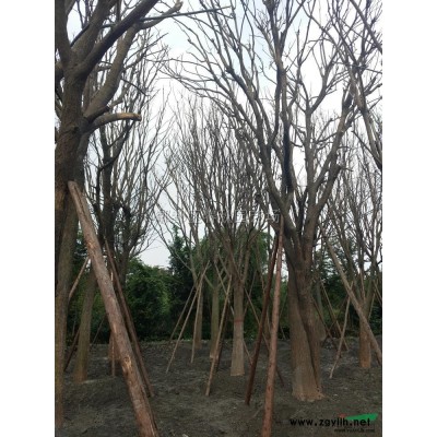 四川法國冬青​價格8元每株
