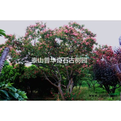 泰山大樹古樹有何特征