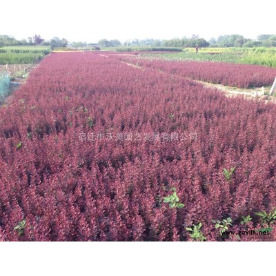 仿真植物雕塑景觀定做 動物植物造型仿真綠雕景觀 花綠雕定