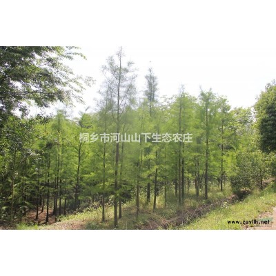 浙江黃山欒樹價格63元/株
