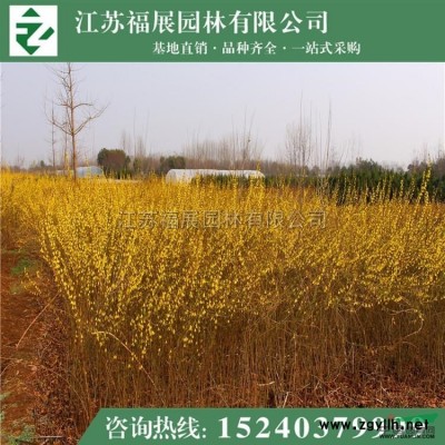廣玉蘭圖片\廣玉蘭報價