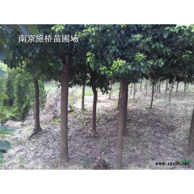 5公分廣玉蘭價格
