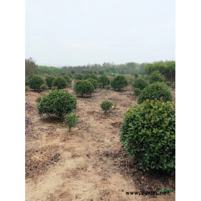 安徽紅葉李，紫薇，金桂，大葉女貞，廣玉蘭，香樟等各種綠化苗木