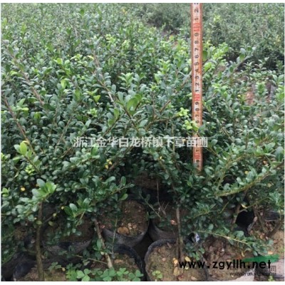 浙江四季桂杯苗基地在哪里 金華四季桂大杯苗價格多少錢一棵