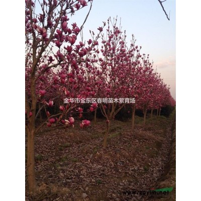 浙江省金華供應突尼斯軟籽石榴樹