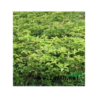 小丑火棘 H20-30  蕭山苗木