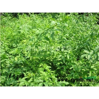 扁柏（側柏) H100-120  蕭山苗木