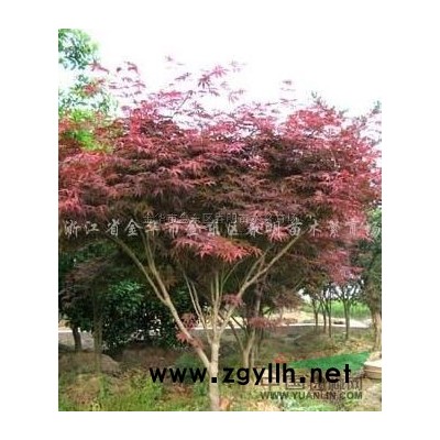 特大茶花（六角大紅）