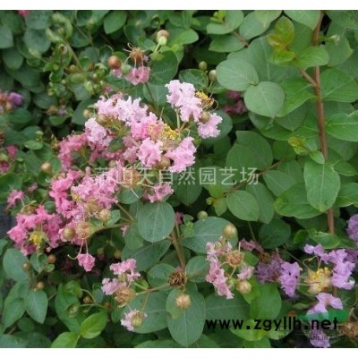 四季桂 H25-30 蕭山苗木