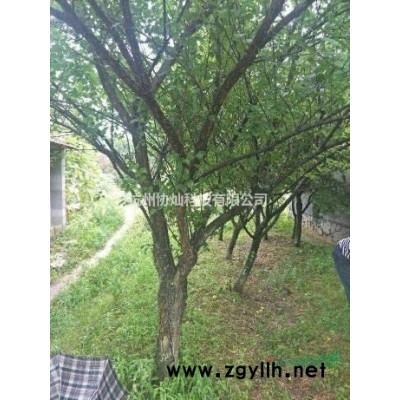 供有大規(guī)格雞爪槭20公分22/23有30支