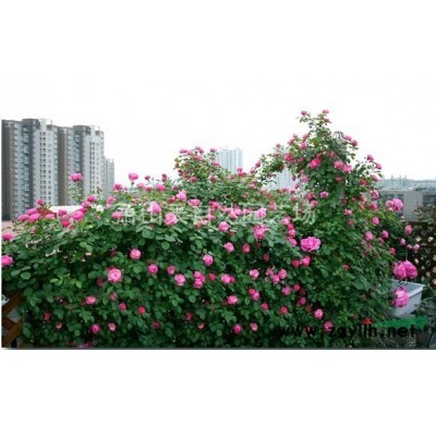 灑金柏 H30-50