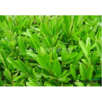 金焰繡線菊 H20-30  蕭山苗木