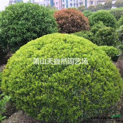 海桐  H 30-40  蕭山苗木