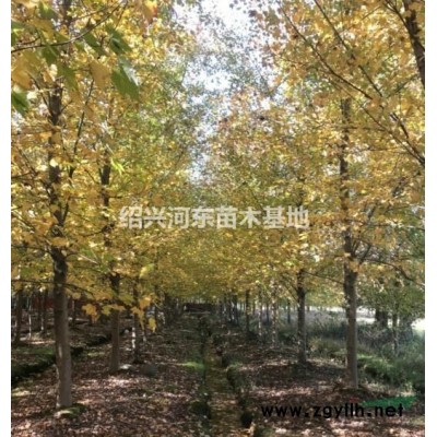 浙江中國紅楓6-12公分出售