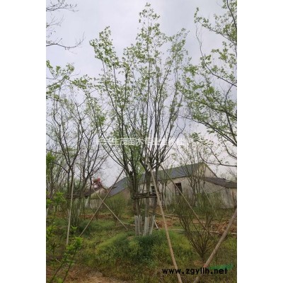原生移栽叢生烏桕