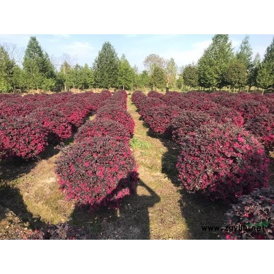 浙江嵊州出售60公分—150公分的紅花繼木球，有意者來地考察