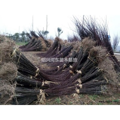 浙江紹興嵊州出售大量三角楓 精品三角楓 大小三角楓