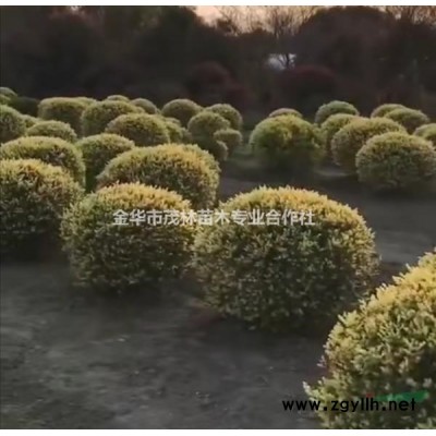 金華茂林大量供應(yīng)娜塔櫟1到30公分