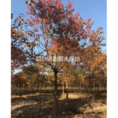 浙江桂花批發(fā)價(jià)格/杭州桂花供應(yīng)/丹桂/八月桂/四季桂/金桂