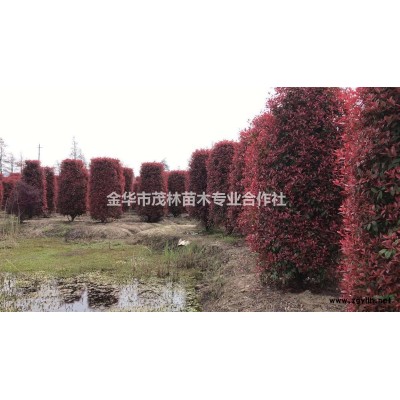 金華茂林大量1到10彩葉豆梨樹供應(yīng)