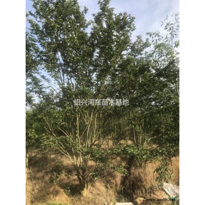 浙江供應(yīng)叢生紫薇規(guī)格*/叢生紫薇市場價(jià)/精品紫薇處理價(jià)格