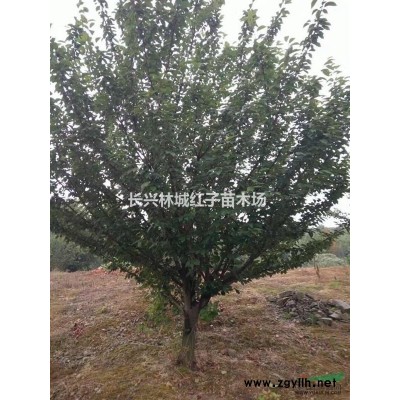 浙江移植香樟樹量大，便宜出售