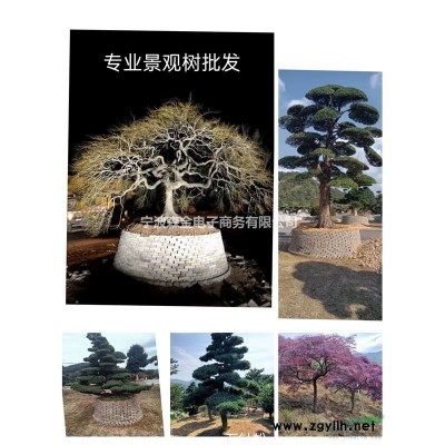 造型羅漢松