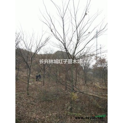 浙江泗安烏桕