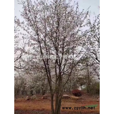 浙江紅梅