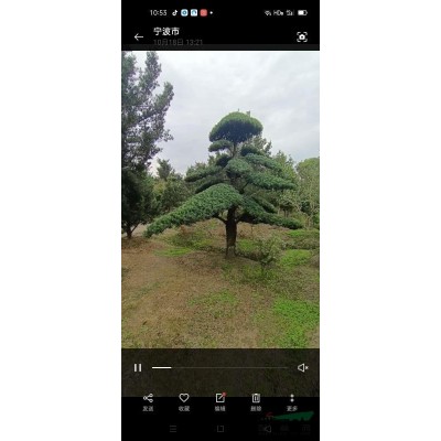 供應各類景觀樹