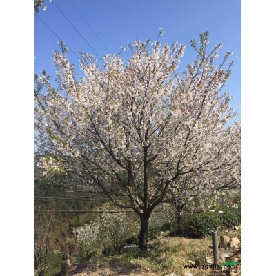 茶花圖片\茶花報價