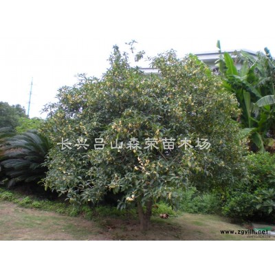 桂花樹，八月桂，四季桂