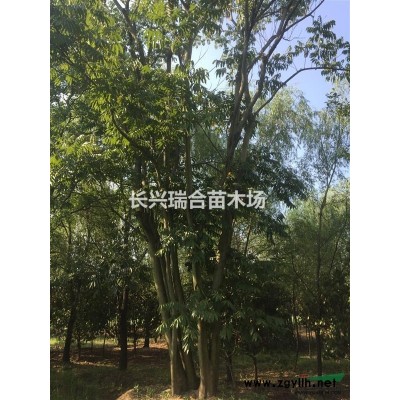 紅葉石楠  紅葉石楠價(jià)格