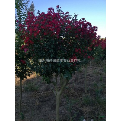 2.5-4.5公分速生彩葉櫻花一萬棵