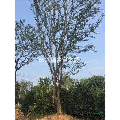 容器假植精品香樟