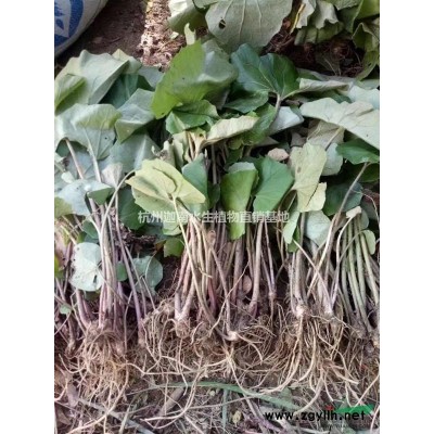 供應(yīng)再力花，千屈菜.馬藺.狼尾草.水生美人蕉.聚草、萍逢草