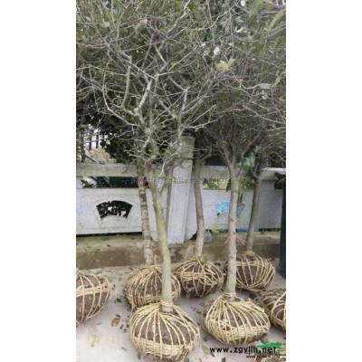供應大量的楊梅樹/楊梅價格低/綠化樹苗
