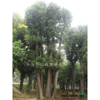 樸樹價格，浙江樸樹低價供應