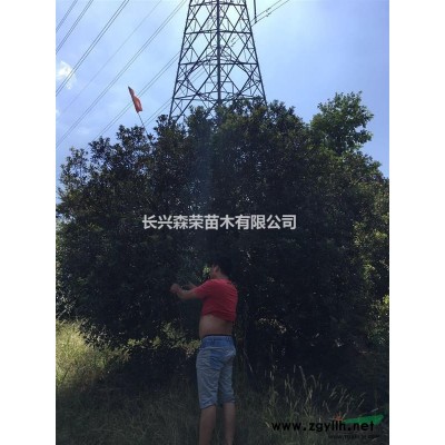 湖州楓香供應，楓香在綠化行業的應用
