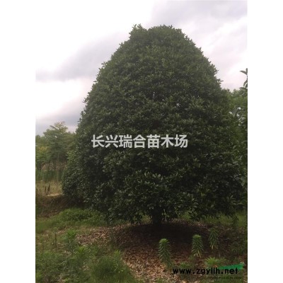 造型女貞 造型花瓶 造型樹 小葉女貞造型樹
