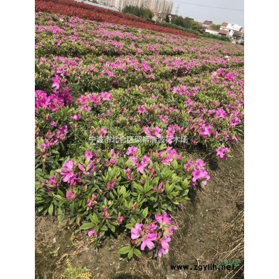 茶梅球