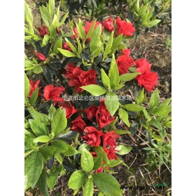茶花*新價格/茶花報價