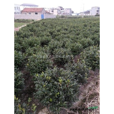 供應各檔規格茶梅