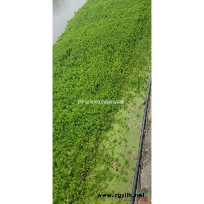 水生植物黃菖蒲水菖蒲大量銷售