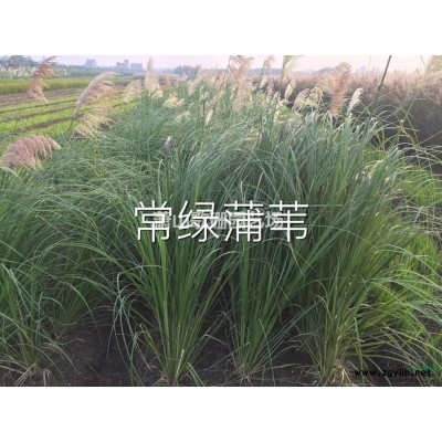 水生植物聚草水葫蘆水白菜